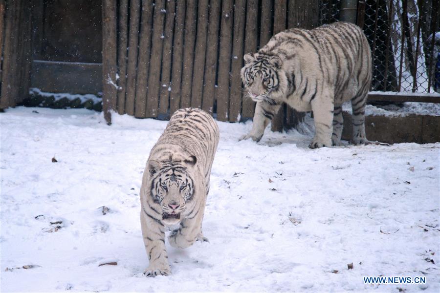 #CHINA-SHANDONG-SNOW (CN)