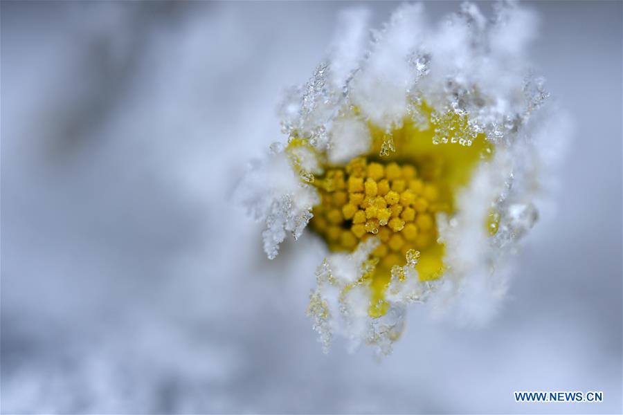 #CHINA-HUBEI-ENSHI-FROZEN PLANTS(CN)