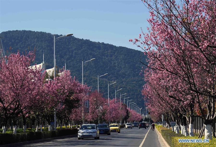 CHINA-YUNNAN-KUNMING-FLOWER BLOSSOM (CN)