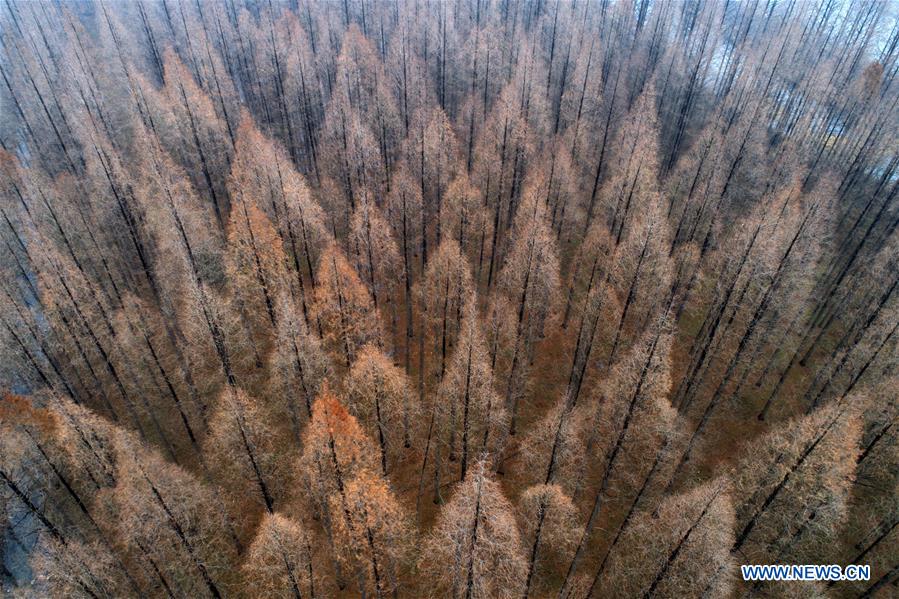 CHINA-JIANGSU-SUQIAN-METASEQUOIA-SCENERY (CN)