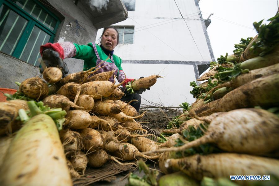 #CHINA-GUIZHOU-WHITE RADISH-PLANTING (CN)