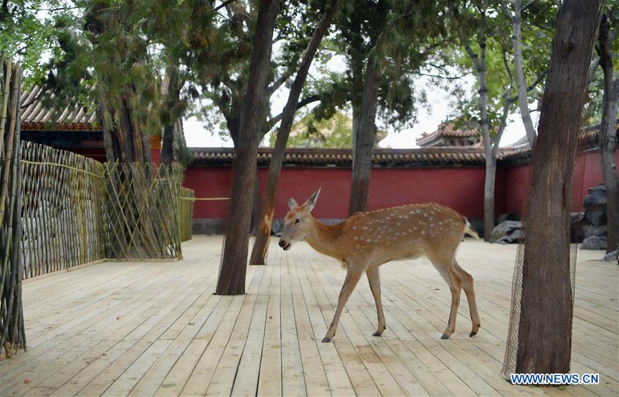 (InPalaceMuseum)CHINA-BEIJING-PALACE-MUSEUM-SIKA DEER (CN)