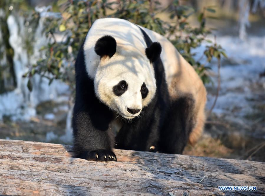 CHINA-JINAN-WINTER-GIANT PANDA (CN)