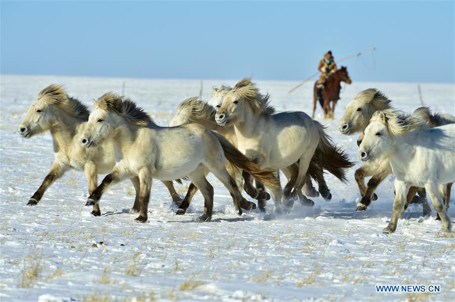 CHINA-INNER MONGOLIA-LASSOING (CN)