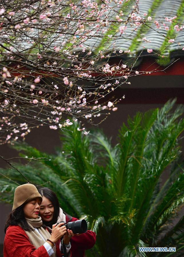 CHINA-FUZHOU-LINYANG TEMPLE-PLUM BLOSSOM (CN)