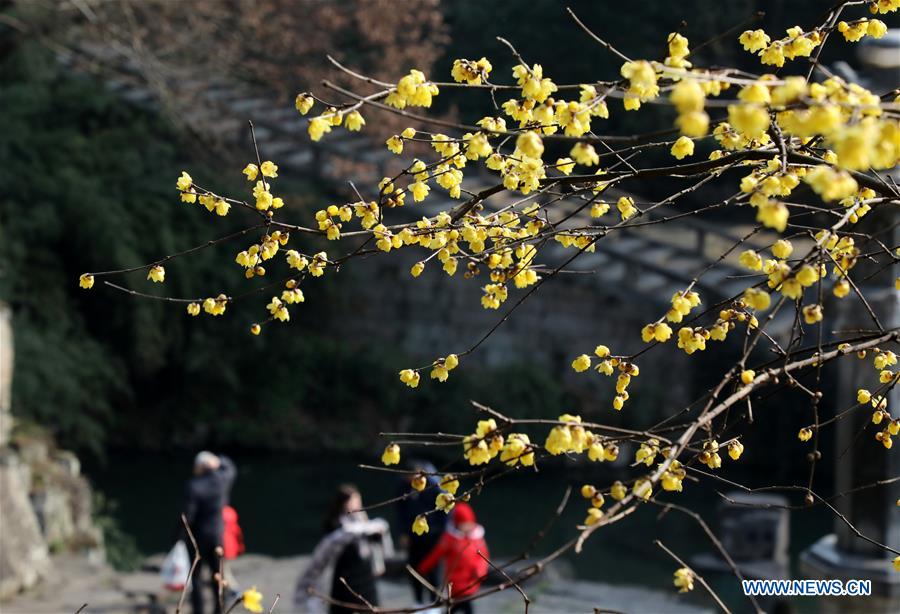 #CHINA-WINTER-FLOWERS (CN)