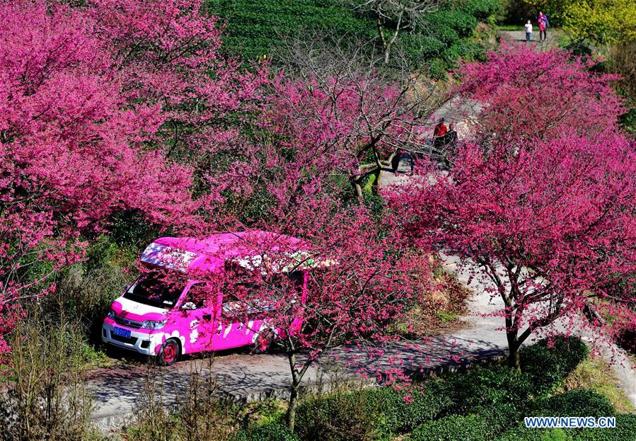 CHINA-FUJIAN-CHERRY-TEA GARDEN (CN)