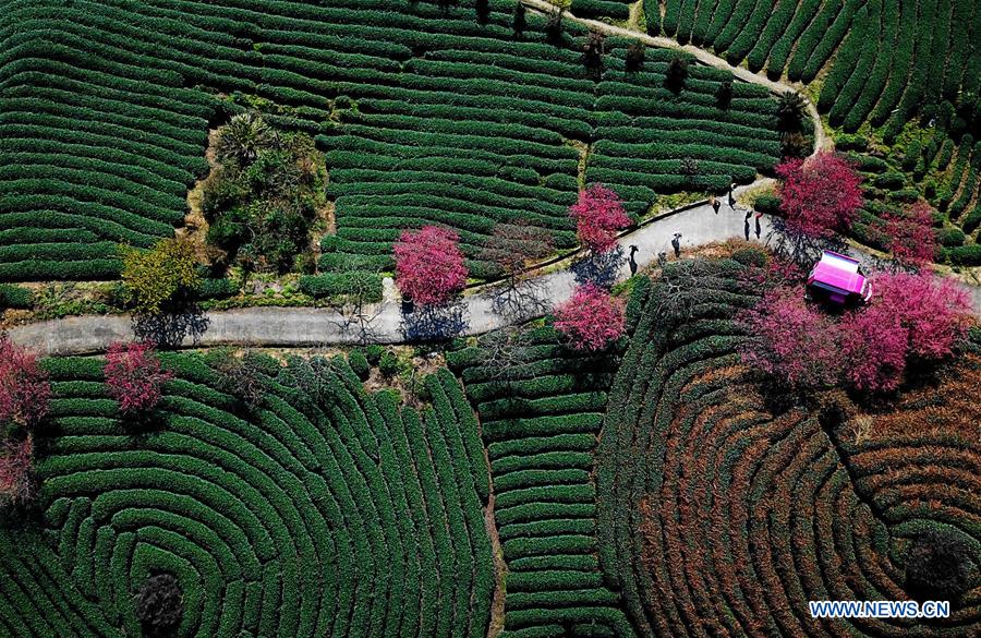 CHINA-FUJIAN-CHERRY-TEA GARDEN (CN)