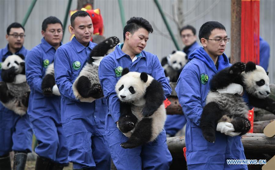 CHINA-SICHUAN-GIANT PANDA-SPRING FESTIVAL (CN)