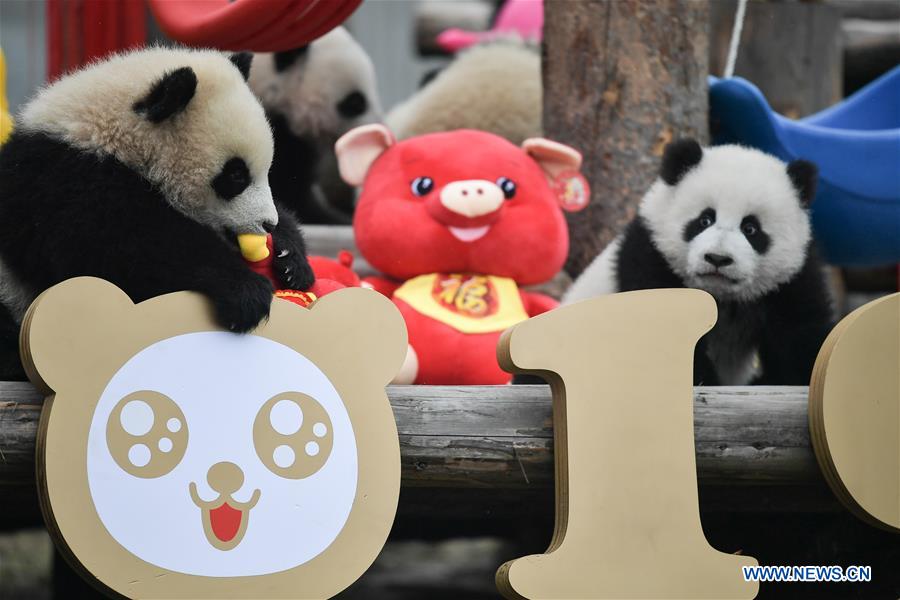 CHINA-SICHUAN-GIANT PANDA-SPRING FESTIVAL (CN)