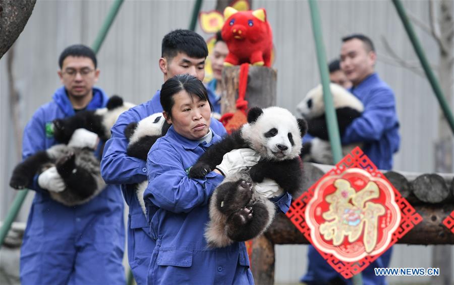 CHINA-SICHUAN-GIANT PANDA-SPRING FESTIVAL (CN)