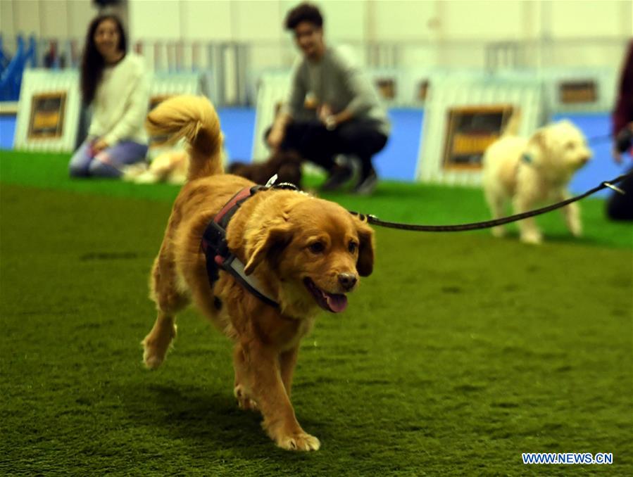 PORTUGAL-LISBON-PET SHOW