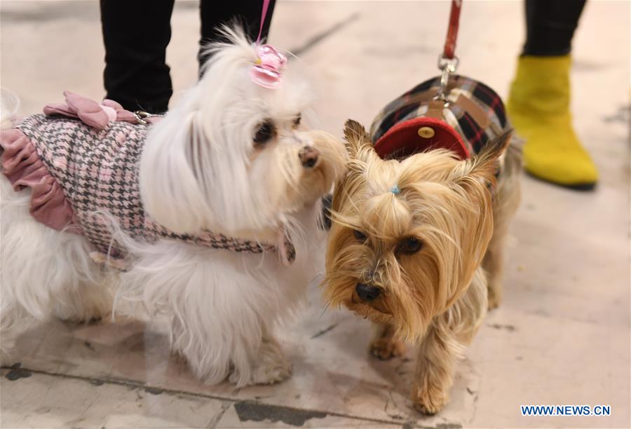 PORTUGAL-LISBON-PET SHOW