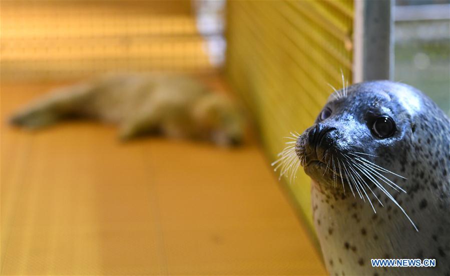 CHINA-HARBIN-SEAL CUB (CN)