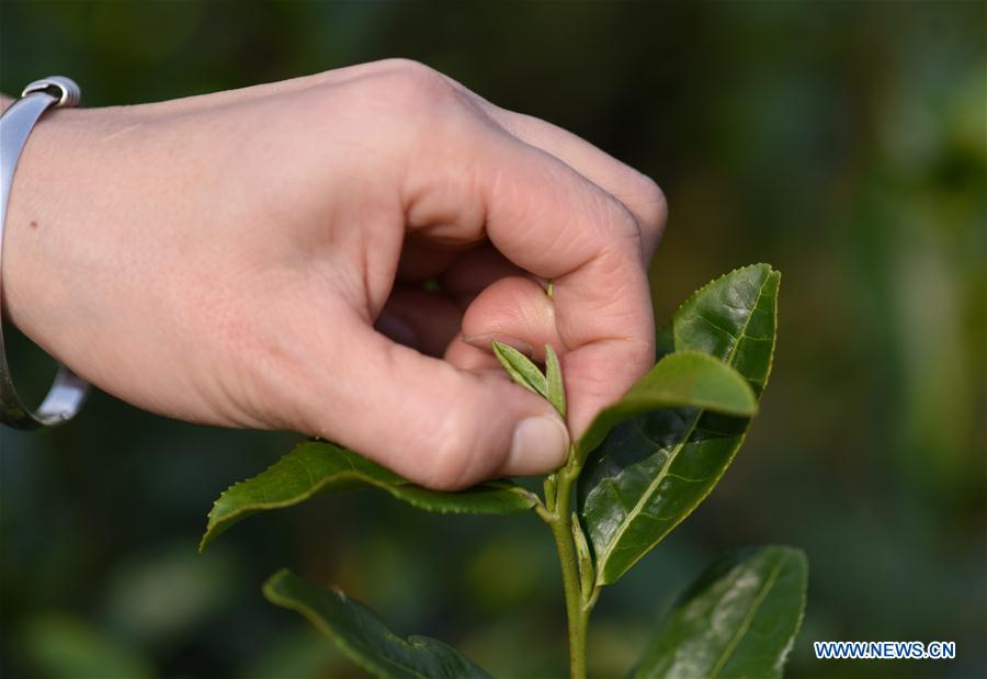 #CHINA-GUANGXI-SANJIANG-SPRING TEA (CN)