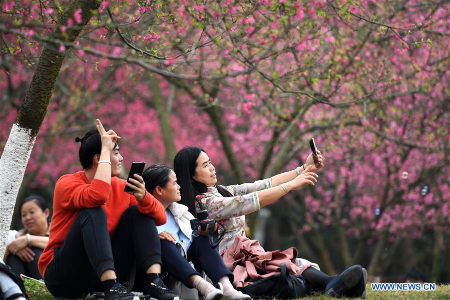 CHINA-GUANGXI-SPRING FESTIVAL-CHERRY FLOWER (CN)