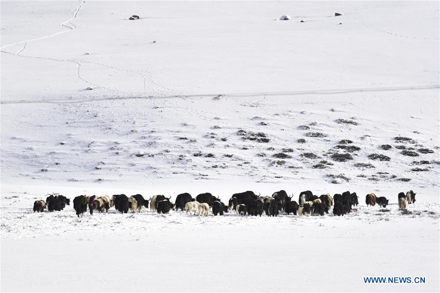 CHINA-QINGHAI-YUSHU-BLIZZARD (CN)