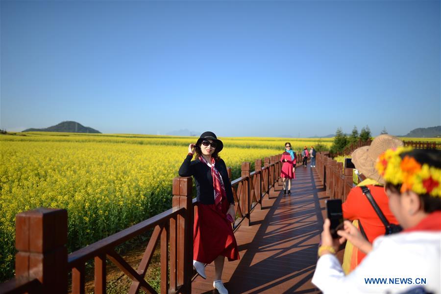 CHINA-YUNNAN-LUOPING-COLE FLOWERS (CN)