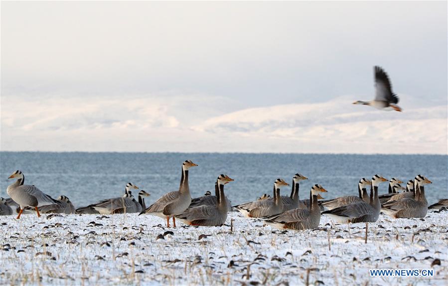 CHINA-QINGHAI-QINGHAI LAKE-WATER LEVEL-RISE (CN)