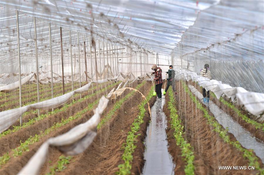 #CHINA-EARLY SPRING-FARM WORK (CN)