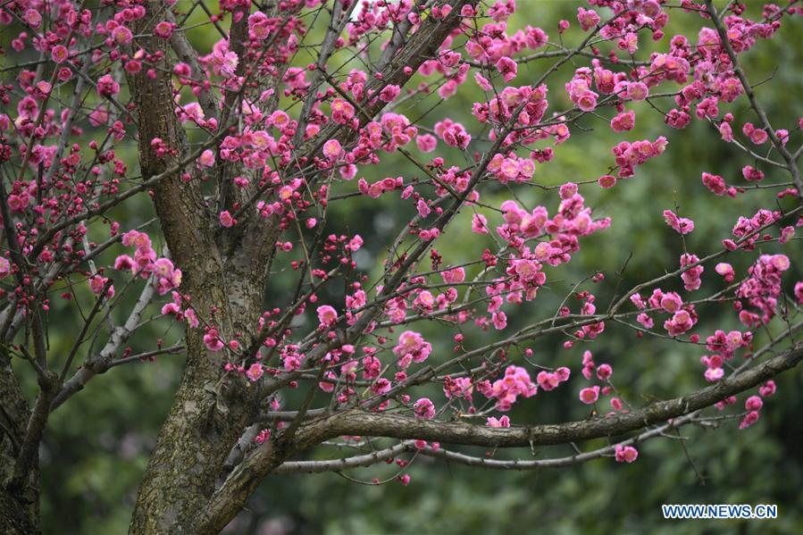 #CHINA-HUBEI-ENSHI-SPRING-FLOWERS (CN)