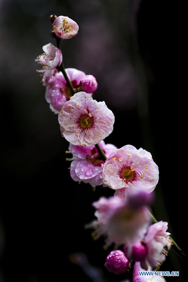 #CHINA-JIANGSU-TAIZHOU-PLUM FLOWERS (CN)