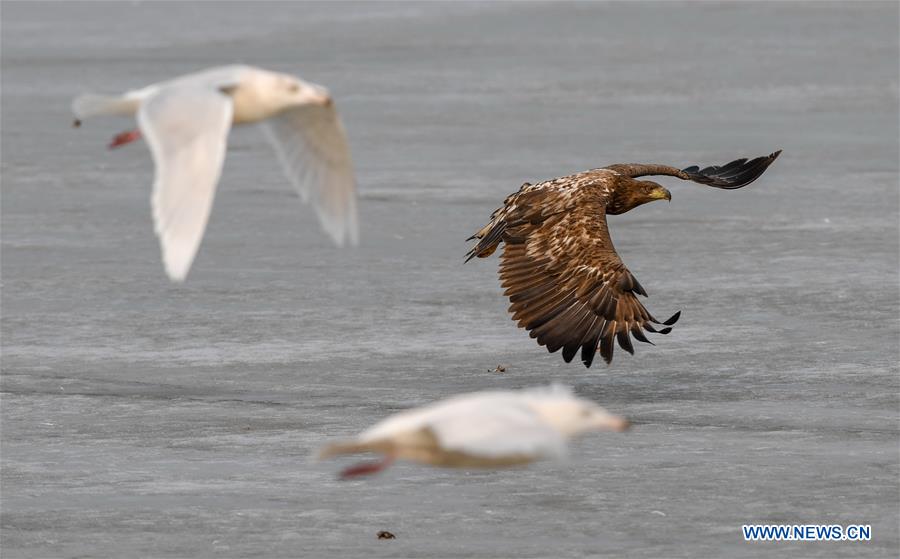 CHINA-JILIN-BIRD-MIGRATION (CN)