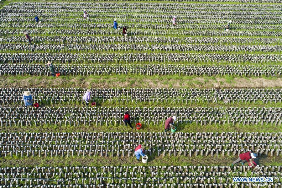 #CHINA-SPRING-FARM WORK (CN)