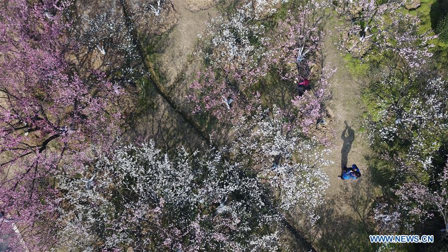 CHINA-ANHUI-HEFEI-SPRING-SCENERY (CN)