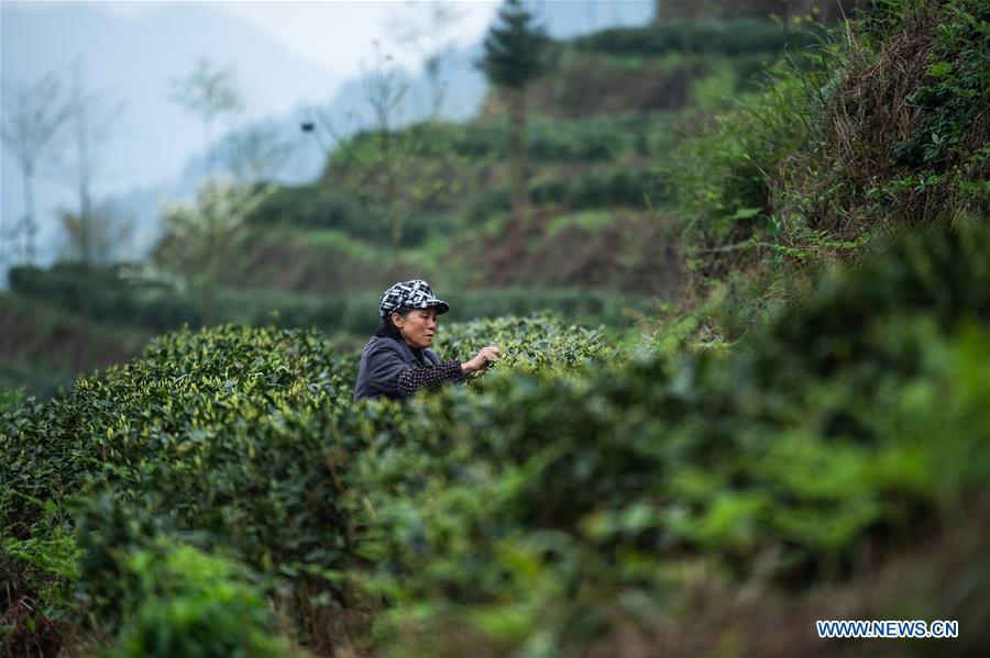 CHINA-GUIZHOU-TEA GARDEN (CN)