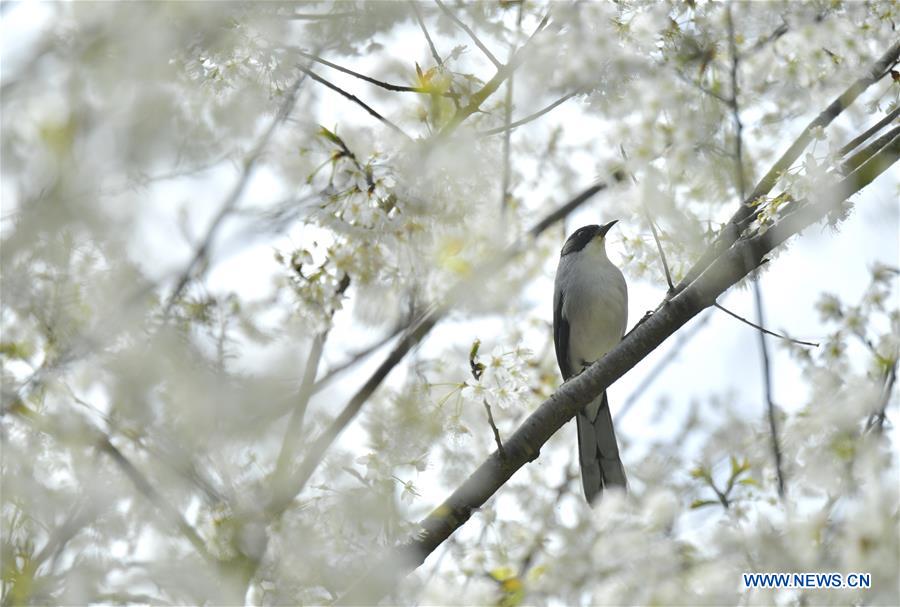 #CHINA-SPRING-BIRD (CN)