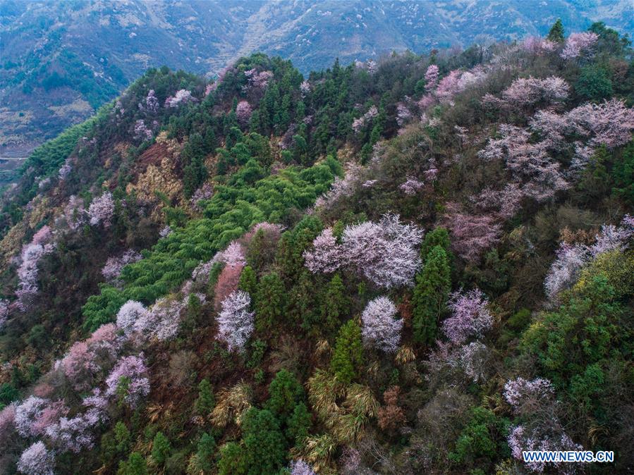 CHINA-JIANDE-CHERRY BLOSSOM (CN)