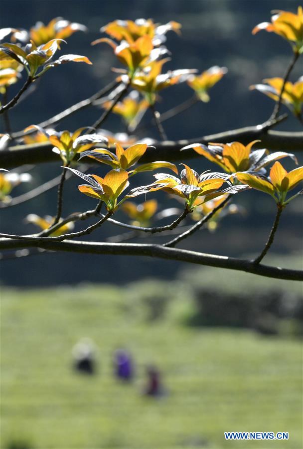 #CHINA-SPRING-FARM WORK (CN)