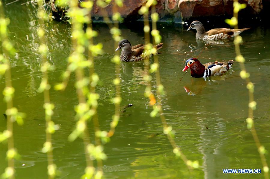 #CHINA-SPRING-WILLOW (CN)