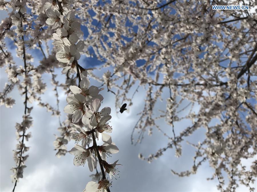 (BeijingCandid) CHINA-BEIJING-SPRING (CN)