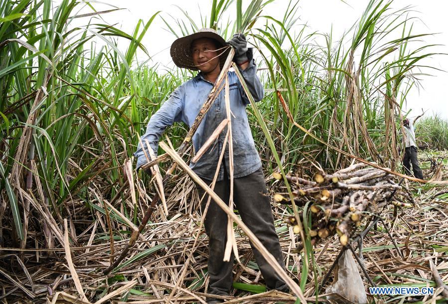 CHINA-GUANGXI-QINZHOU-SUGAR CANE-HARVEST (CN)