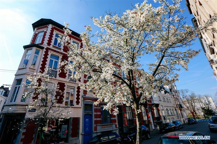 BELGIUM-BRUSSELS-SPRING-FLOWERS