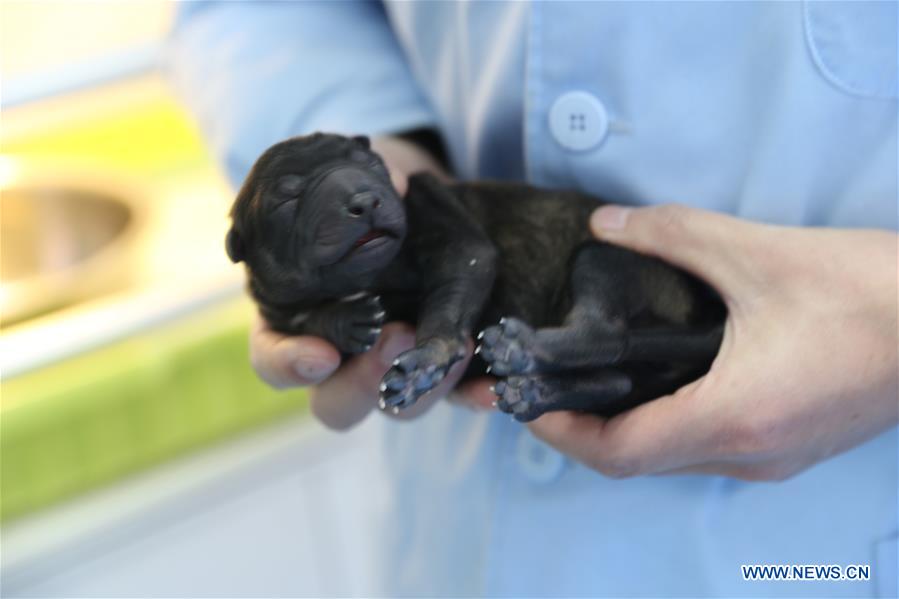 CHINA-YUNNAN-FIRST CLONED POLICE DOG-TRAINING (CN)