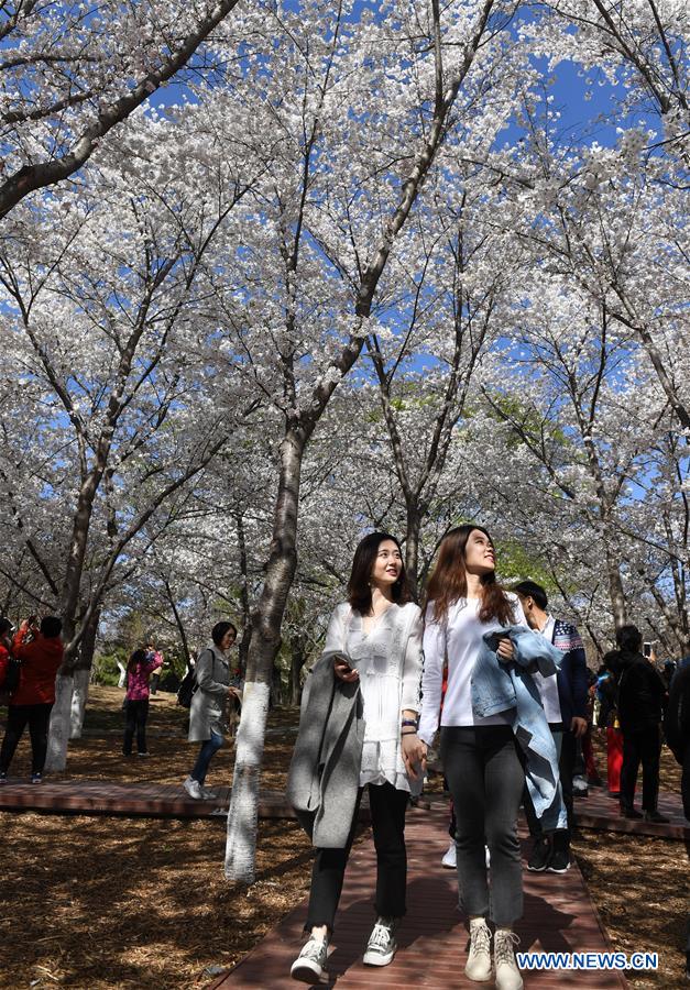 CHINA-BEIJING-SPRING-CHERRY BLOSSOMS (CN)