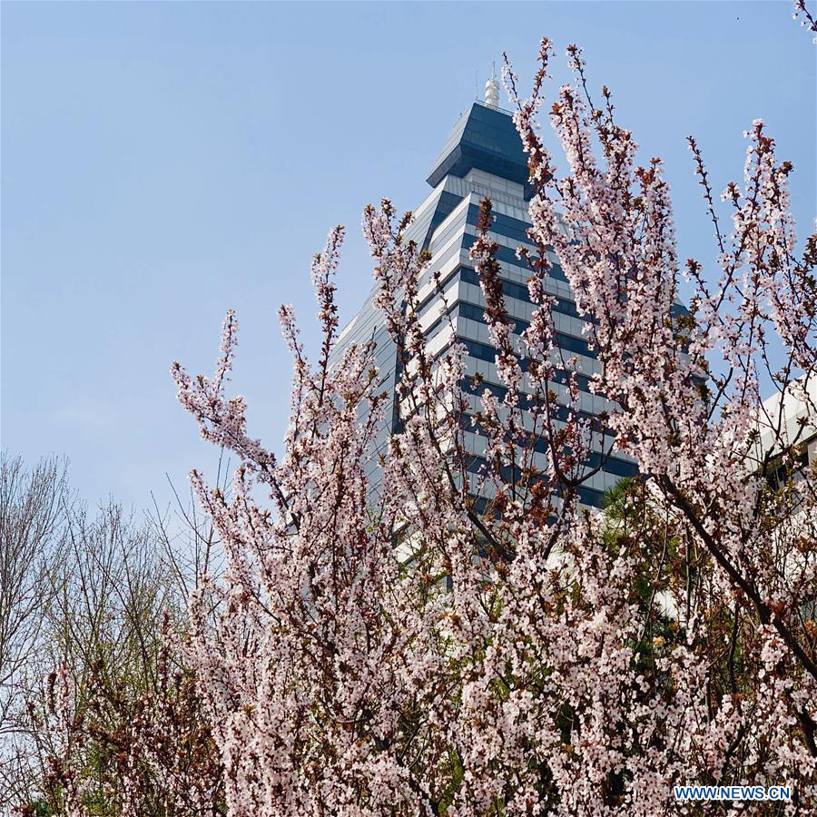 (BeijingCandid)CHINA-BEIJING-SPRING (CN)