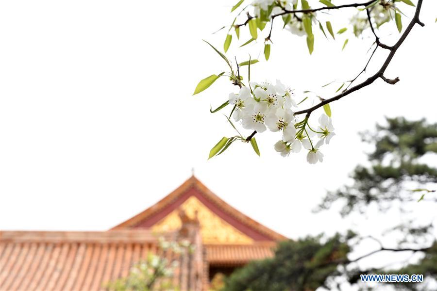 (InPalaceMuseum)CHINA-BEIJING-PALACE MUSEUM-FLOWERS (CN)