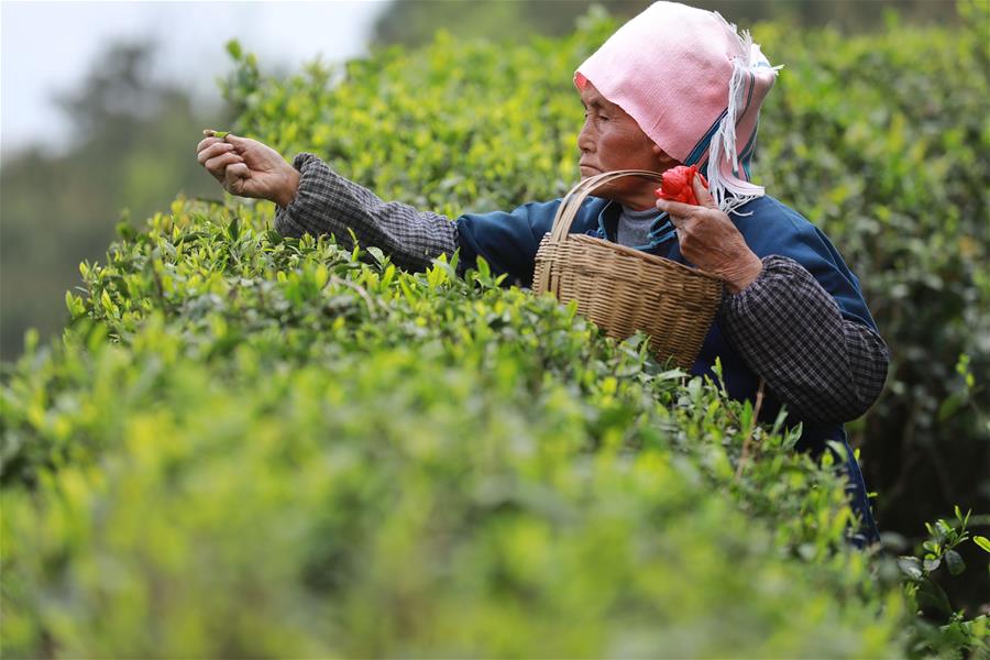 CHINA-GUIZHOU-QINGMING CUIYA TEA-MAKING (CN)