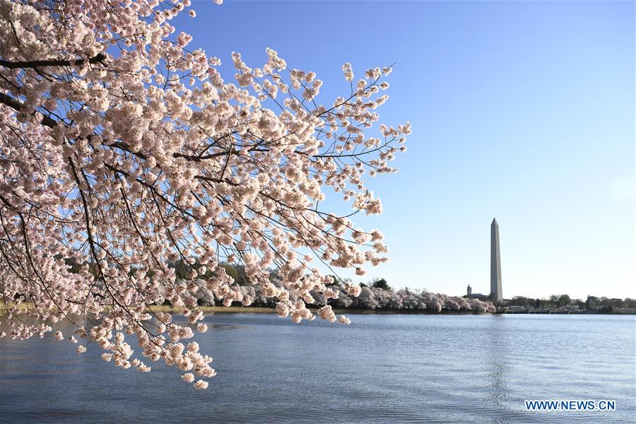 U.S.-WASHINGTON D.C.-CHERRY BLOSSOM