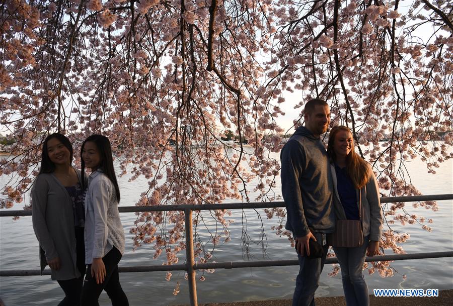 U.S.-WASHINGTON D.C.-CHERRY BLOSSOM