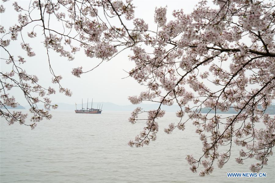 CHINA-JIANGSU-WUXI-CHERRY BLOSSOMS (CN)