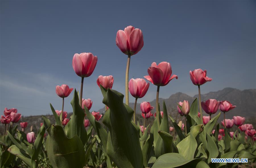 KASHMIR-SRINAGAR-SPRING-TULIPS