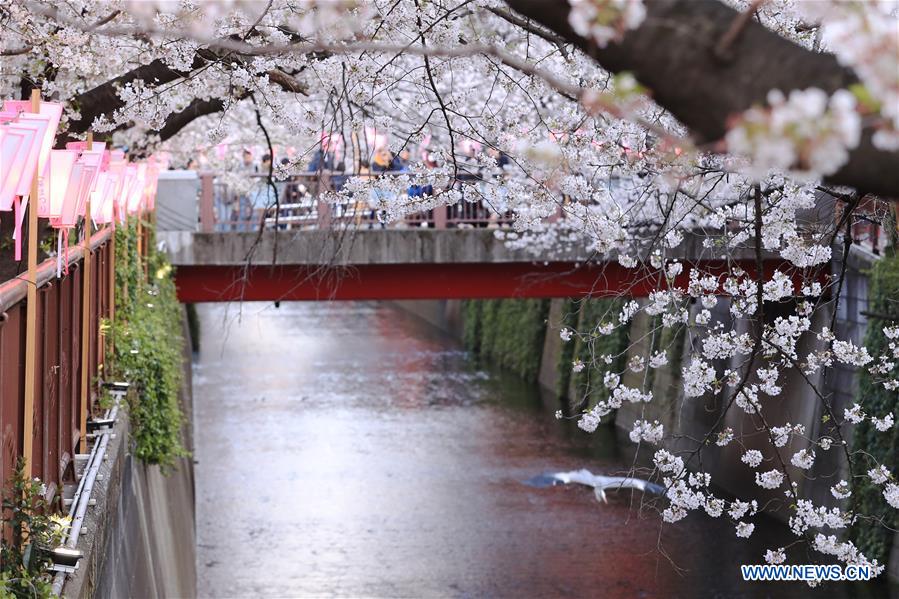 JAPAN-TOKYO-MEGURO RIVER-CHERRY BLOSSOM