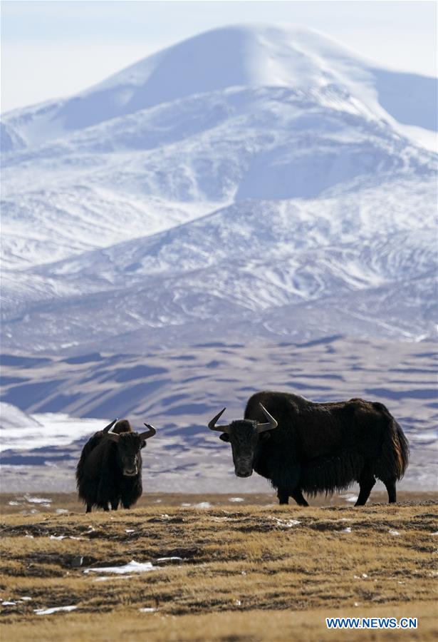 CHINA-XINJIANG-ALTUN MOUNTAINS-WILDLIFE-LANDSCAPE (CN)