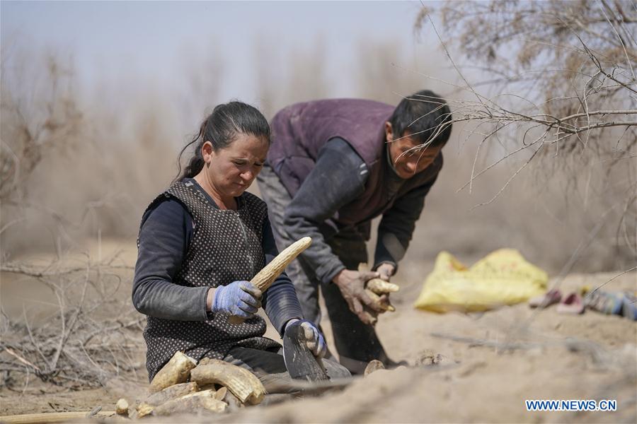 Xinhua Headlines: Farewell to the desert: fighting poverty the Chinese way