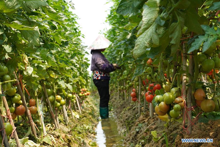 #CHINA-SPRING-FARM WORK (CN)